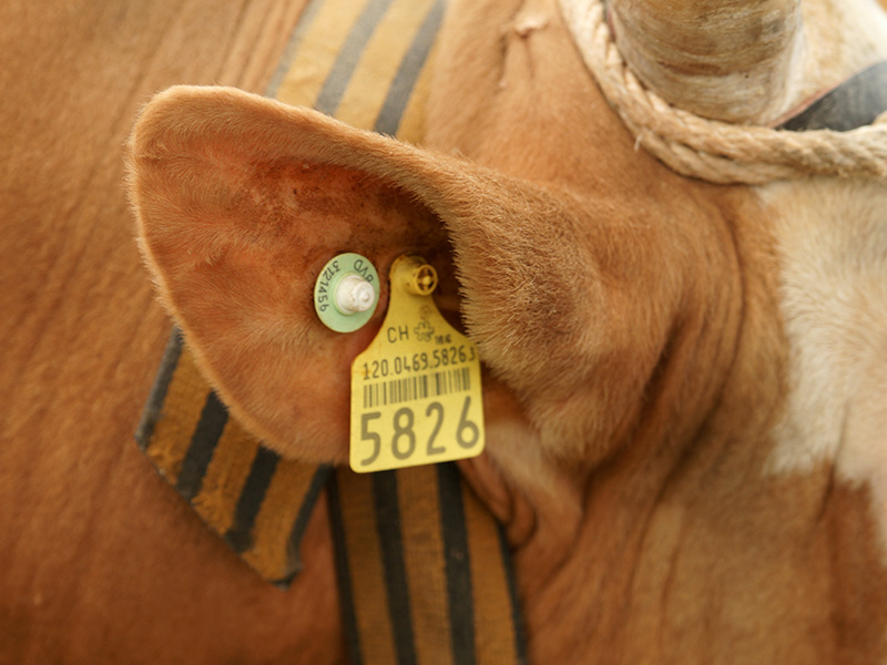 Animal Tracking Applications with RFID Tags